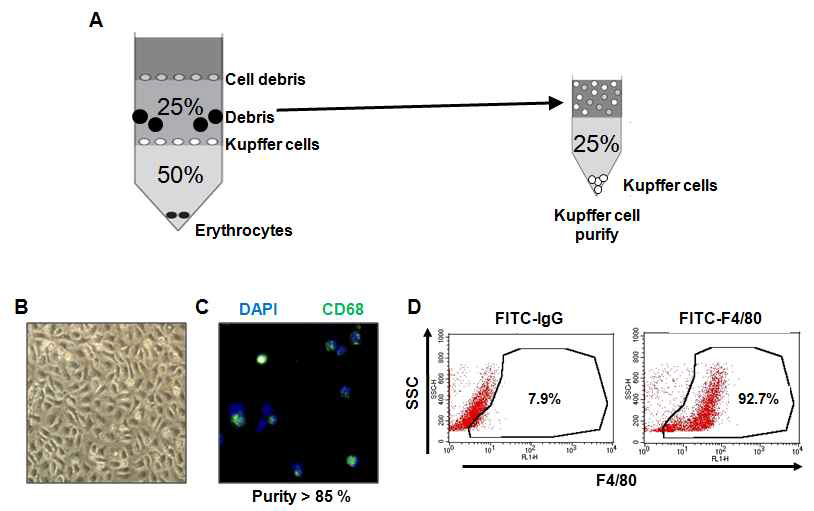 Kupffer cell의 분리와 효율 check
