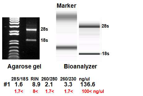 LPS, IL-4를 이용한 Kupffer cell M1, M2 활성화