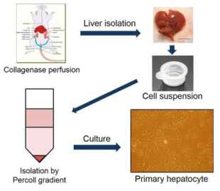 Mouse primary hepatocyte 분리과정 모식도