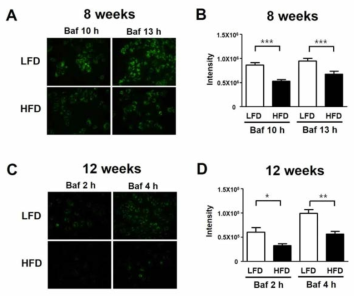 고지방식이로 인한 autophagy 활성의 변화