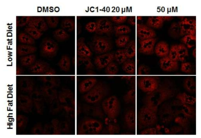 고지방식이 마우스에서 NR1F1 리간드로 인한 mitochondria membrane potential의 변화