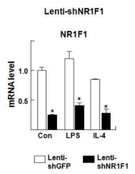 shNR1F1 lentivirus로 인한 Kupffer cell의 NR1F1 전사 변화