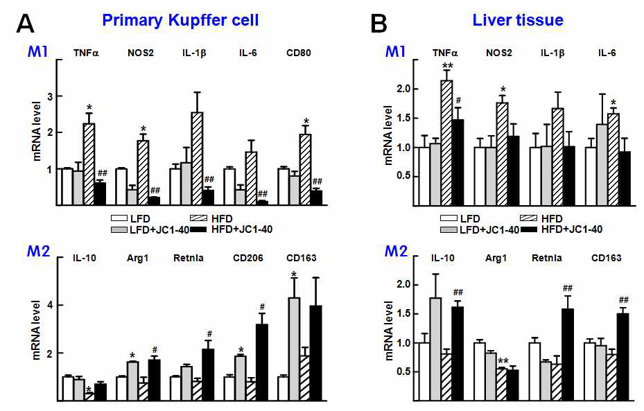 JC1-40 투여에 의한 M1, M2 marker 전사 level 변화