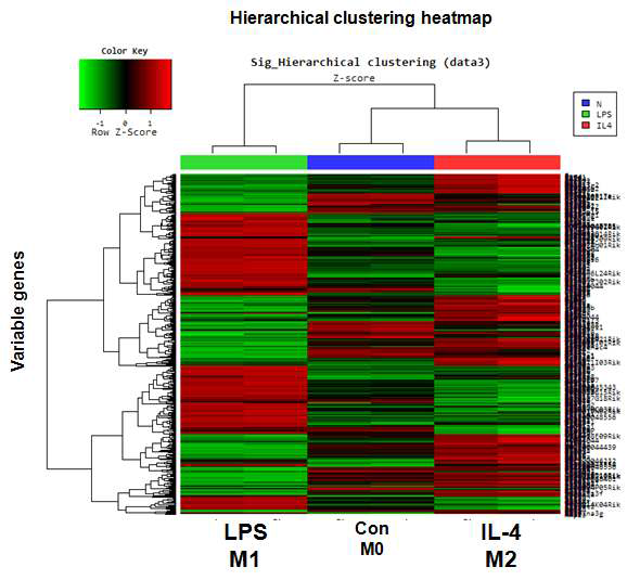 M1, M2 Kupffer cell 유전자 pattern hierarchical clustering heatmap