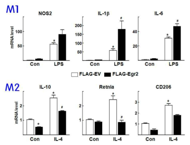 Egr2 과발현으로 인한 Raw macrophage cell의 M1, M2 polarity 변화