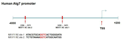 Human ATG7 promoter 분석