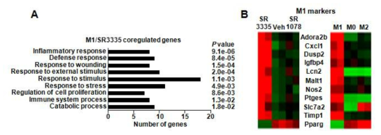 SR3335 처리군과 M1 Kupffer cell의 공통 조절 유전자 biological pathway