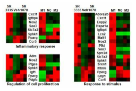 SR3335 처리군과 M1 Kupffer cell의 공통 조절 유전자 발현 pattern