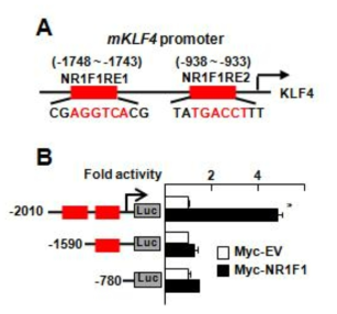 NR1F1에 의한 KLF4 promoter 전사 활성 변화