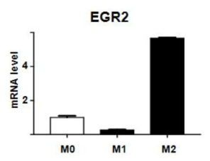 M1/M2 kupffer cell에서의 EGR2의 전사 변화
