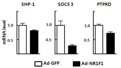 Primary mouse hepatocyte에서 NR1F1에 의한 STAT3의 인산화 조절 인자의 변화 분석