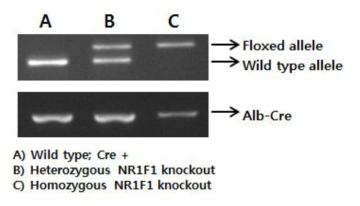 NR1F1 간 특이적 knockout 마우스의 genotype 분석