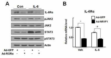 NR1F1 과발현에 의한 STAT3 upstream factors 발현 변화