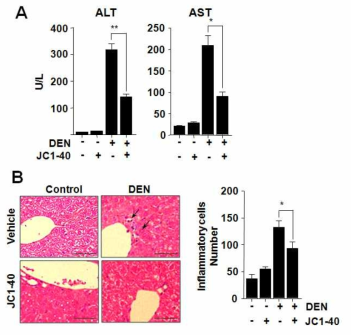 NR1F1 활성 약물 JC1-40에 의한 DEN-유도 간 손상 개선 효과