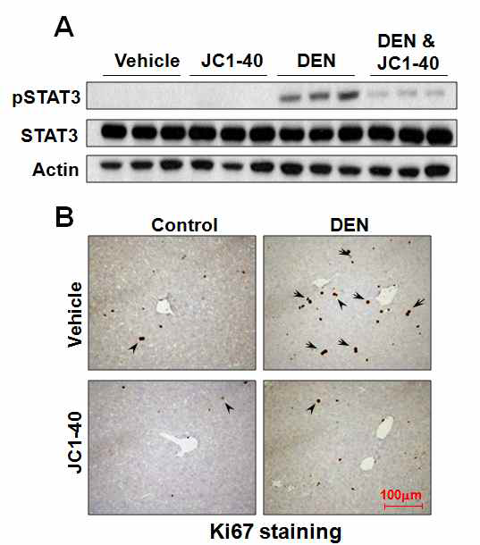 NR1F1 활성 약물 JC1-40에 의한 DEN-유도 STAT3 인산화 조절 효과