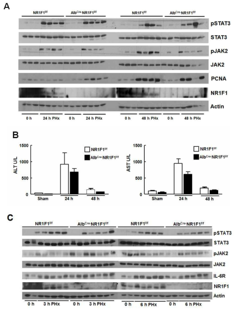 NR1F1 LKO mouse model에서 hepatectomy에 따른 STAT3 인산화와 간 재생 마커 변화 관찰