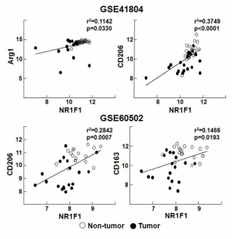 Non-tumor 군과 Tumor 군에서 Kupffer cell polarity 결정인자 NR1F1과 M2 marker들의 correlation 분석