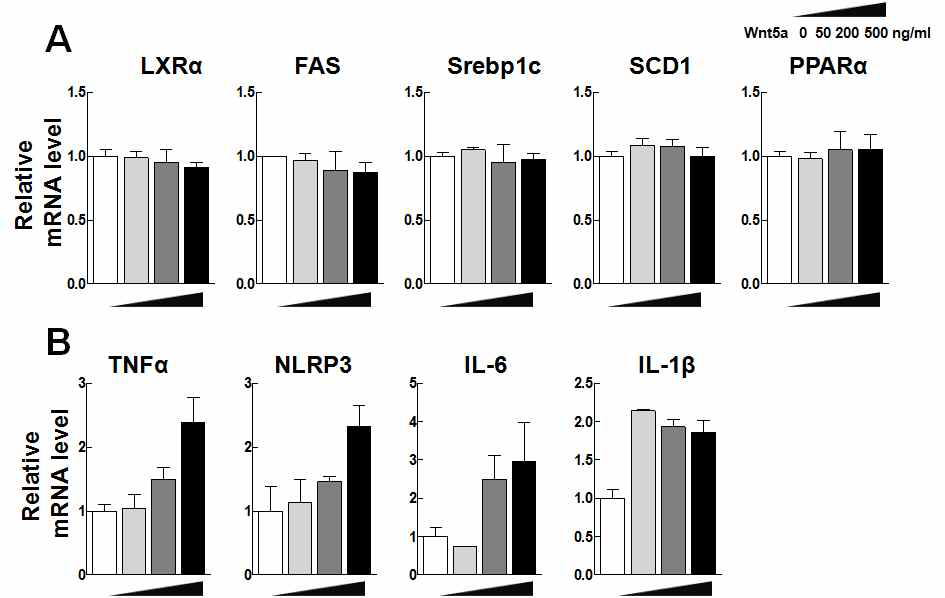 Wnt5a에 의한 지질 축적 관련 marker 및 염증 관련 marker 전사량 변화 (Primary mouse hepatocytes)
