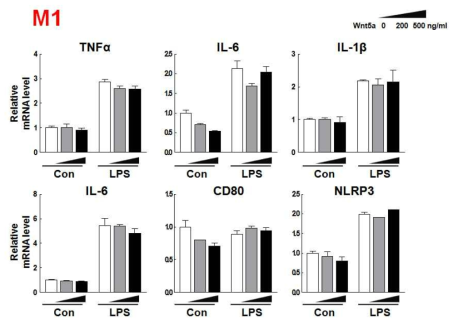 Wnt5a에 의한 Kupffer cell M1 marker 전사량 변화 분석