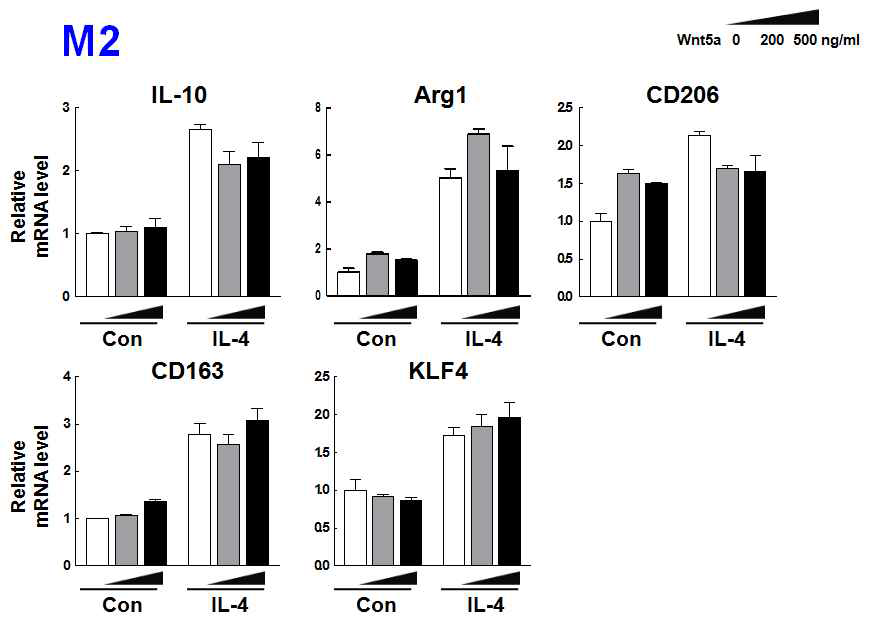 Wnt5a에 의한 Kupffer cell M2 marker 전사량 변화 분석