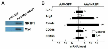 AAV-NR1F1에 의한 Kupffer cell M2 marker 전사량 변화 분석