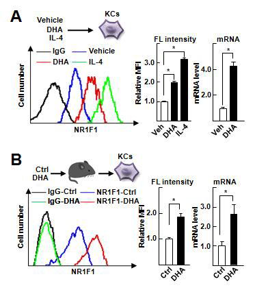DHA에 의한 Kupffer cell의 NR1F1 발현 증가