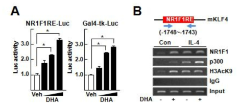 DHA에 의한 NR1F1 전사 활성 변화