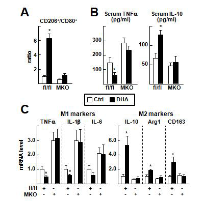 fl/fl 및 MKO 마우스에서 DHA의 Kupffer cell polarity swith에 미치는 영향