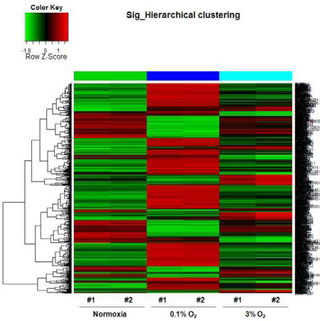 Microarray of hADSC hADSCs were incubated 21%, 3% and <0.5% O2 concentration for 48hr.