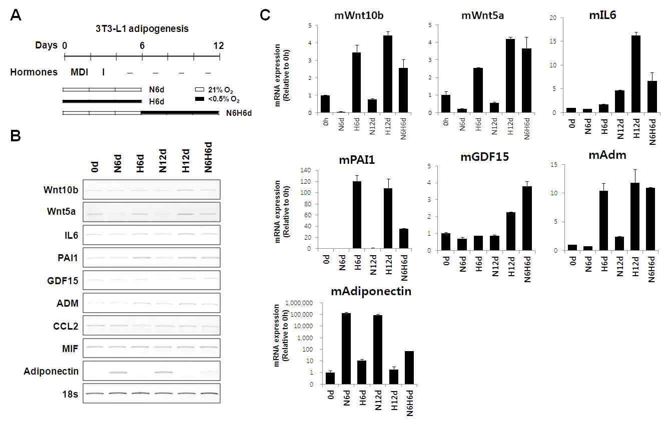 Expression of adipokines in 3T3-L1 adipocytes by hypoxia.