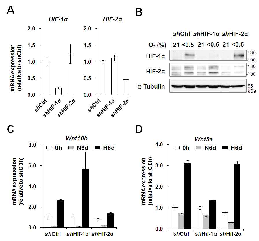 Effect of HIF-α on the Wnt10b expression in hypoxia.