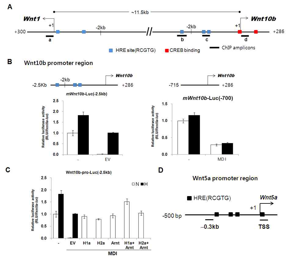 Putative HRE sites on the Wnt10b-Wnt1 locus and Wnt5a promoter