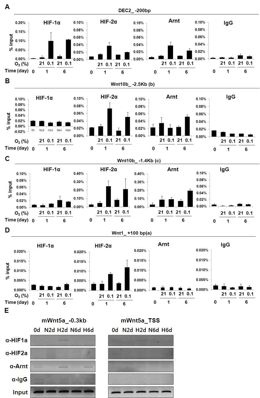 Effect of HIF on the Wnt10b-Wnt1 locus and Wnt5a promoter in hypoxia.