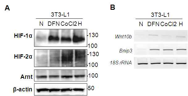 Effect of CoCl2 and DFN on the Wnt10b expression in 3T3-L1 cells.