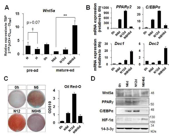 Effect of hypoxia on the Wnt5a expression.