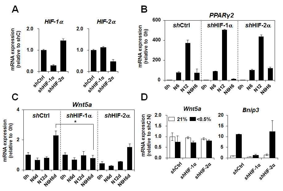 Effect of HIF-α on the Wnt5a expression in hypoxia.