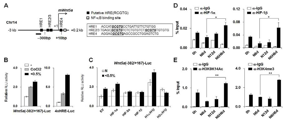 HIF-1 occupancy on the Wnt5a promoter in hypoxia.