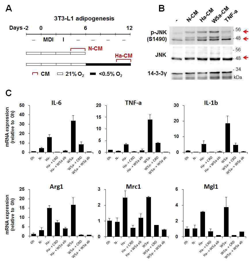 Effect of the hypoxia-conditioned media on the activation of macrophages.