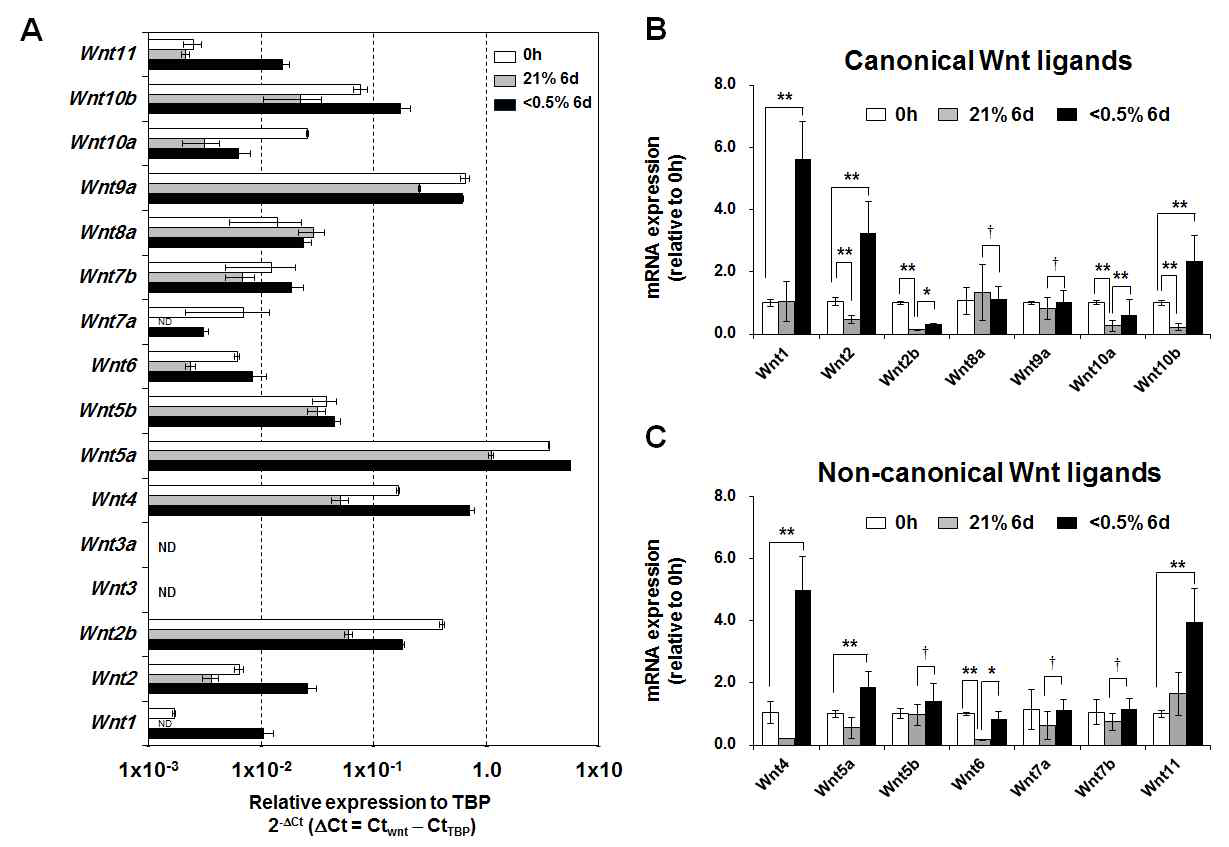 Hypoxia activates Wnt ligands expression in 3T3-L1 cells.