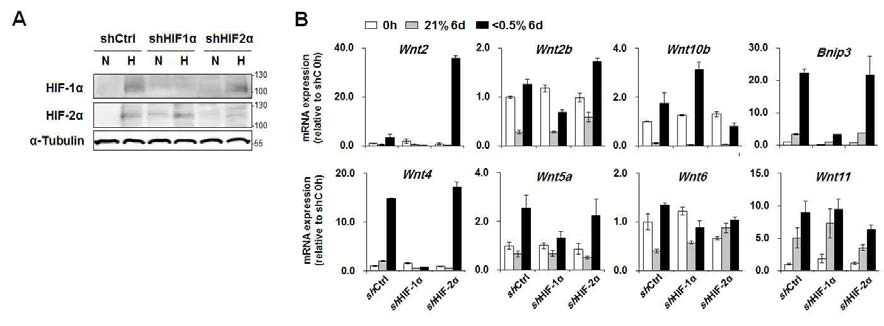 Effect of hypoxia on the Wnt ligands expression.