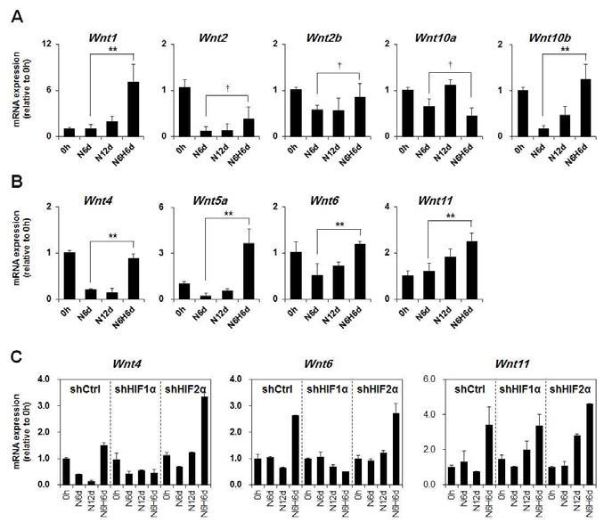 Effect of hypoxia on the Wnt ligands expression in mature adipocytes.