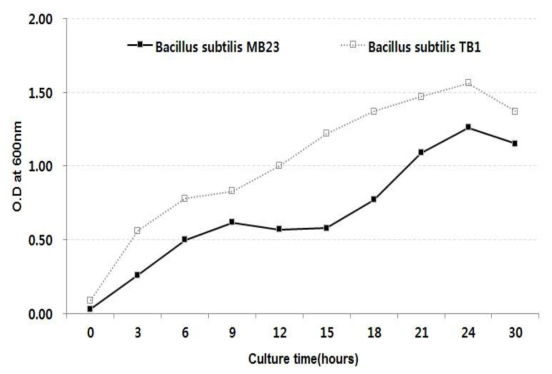 Bacillus의 성장곡선