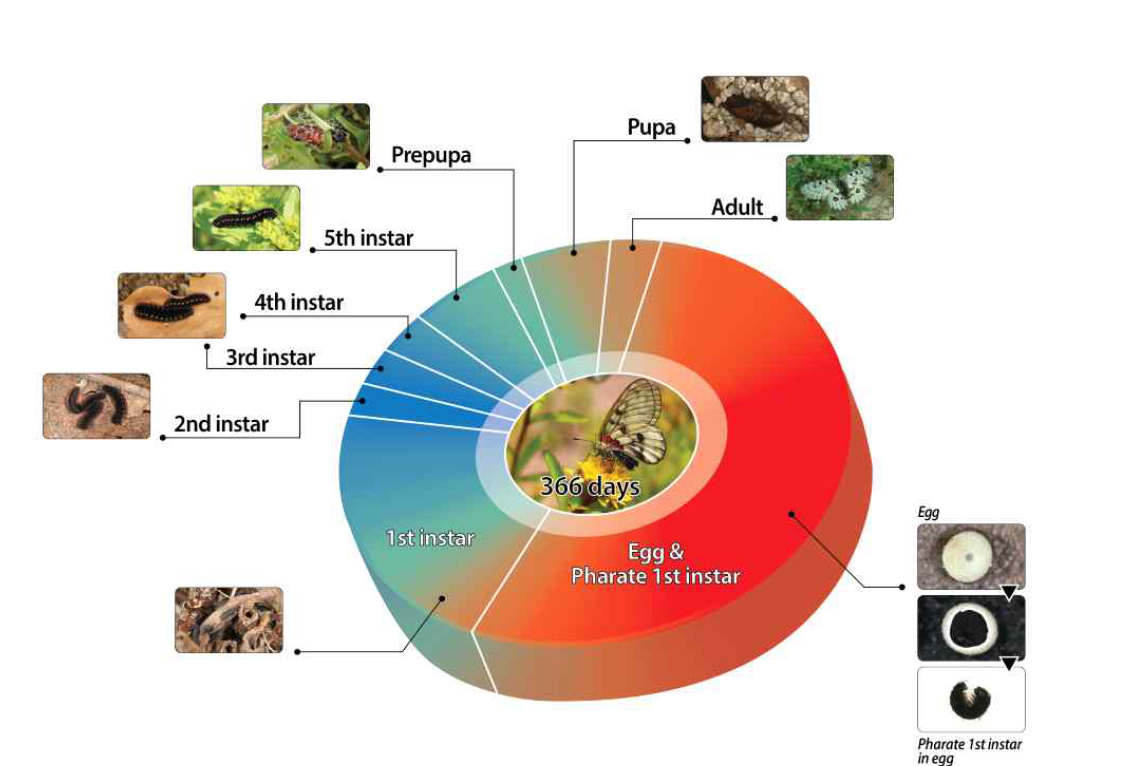 Life Cycle of Parnassius bremeri