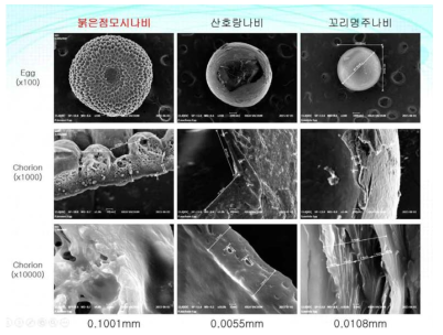 전자현미경으로 관찰한 난각(붉은점모시나비,산호랑나비, 꼬리명주나비)