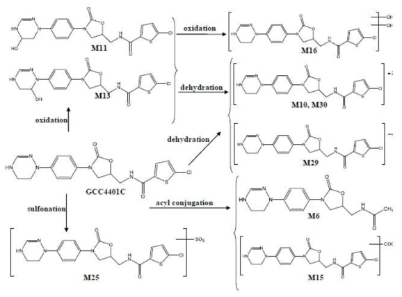 Metabolite Pathways for Major Metabolites