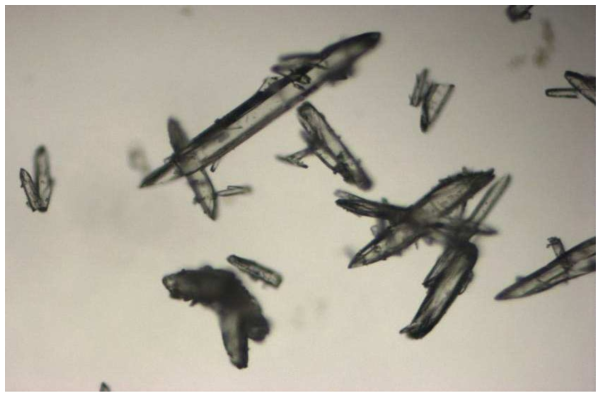 결정형 Form 5 microscopic photograph