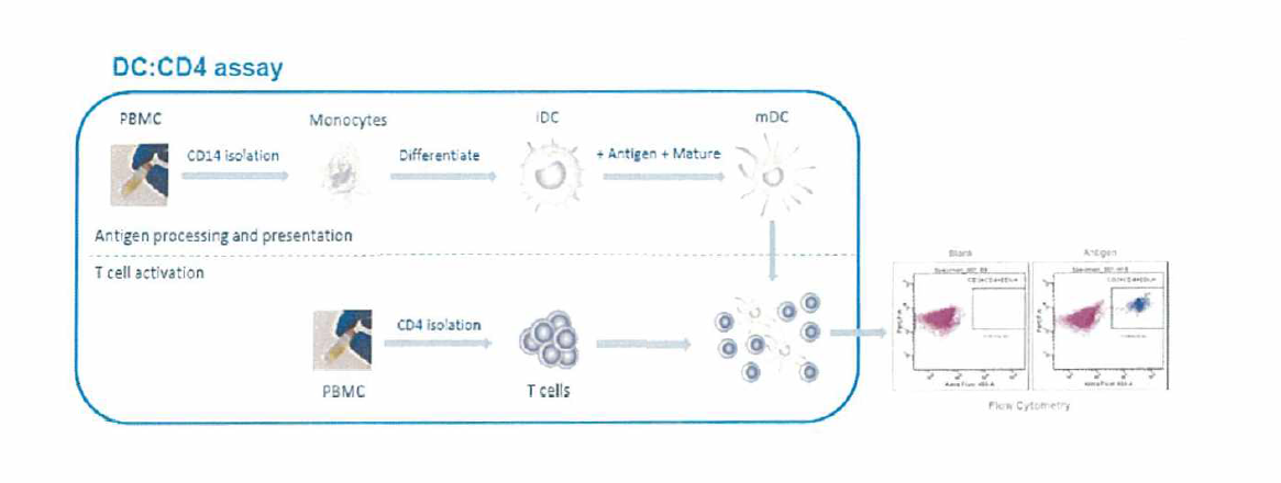 DC：CD4+ T cell proliferation assay procedure
