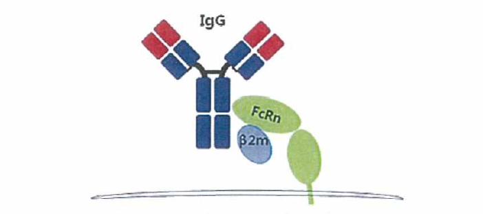 FcRn과 IgG 결합 모식도