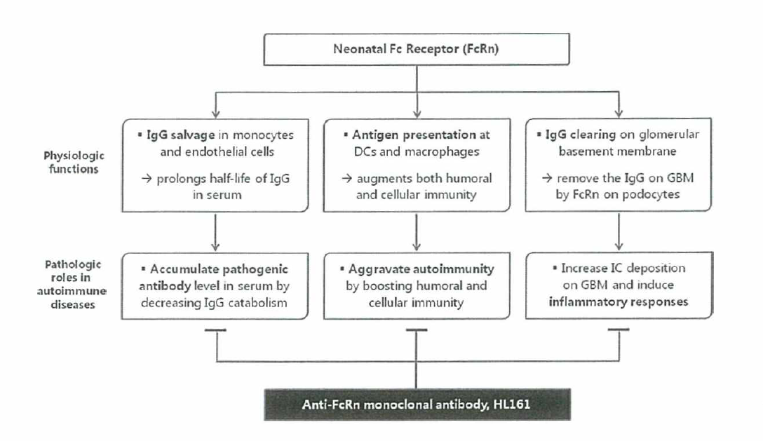 Anti-FcRn Antibody의 Proposed Mode of Action (MOA)