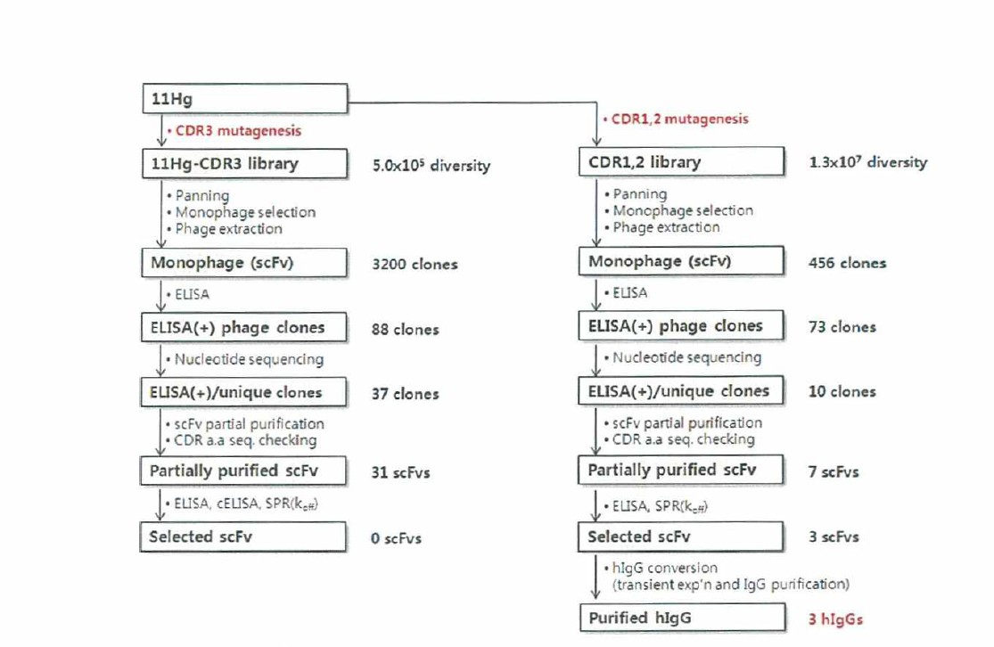 ⅡHg 항체의 affinity maturation 과정